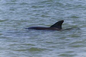 proche en haut de flipper de dauphin nager dans mer photo