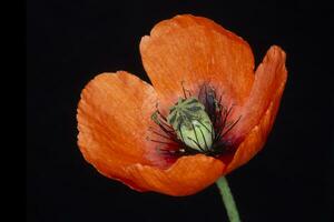 magnifique rouge coquelicot fleur isolé sur noir photo