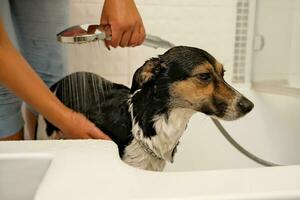 le fille lavages le chien. hygiène de animaux domestiques. baignade le chien avec shampooing. l'eau égouttage sur le chien photo