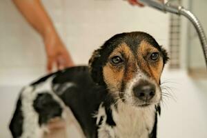 le fille lavages le chien. hygiène de animaux domestiques. baignade le chien avec shampooing. l'eau égouttage sur le chien photo