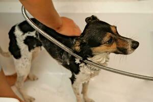 le fille lavages le chien. hygiène de animaux domestiques. baignade le chien avec shampooing. l'eau égouttage sur le chien photo