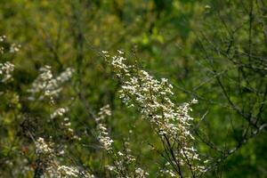 thunbergii eadowsweet ou spiraea thunbergii fleurs. rosacées à feuilles caduques arbuste. de Mars à peut, petit blanc fleurs avec 5 pétales sont mettre sur le entier branche. photo