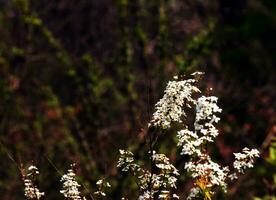 thunbergii eadowsweet ou spiraea thunbergii fleurs. rosacées à feuilles caduques arbuste. de Mars à peut, petit blanc fleurs avec 5 pétales sont mettre sur le entier branche. photo