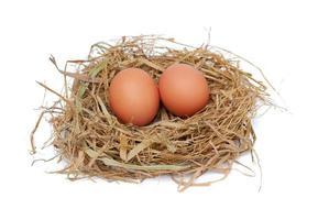 Oeufs de poule dans le nid isolé sur fond blanc photo