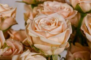 bouquet de roses roses photo