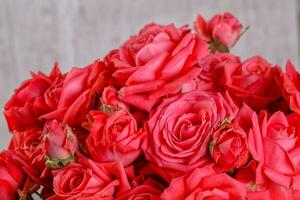 fleurs roses rouges photo