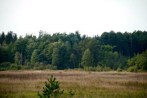 vallée d'herbe dans la forêt pendant l'été photo