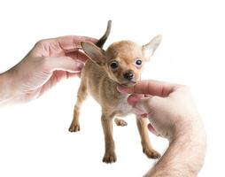 Chiot chihuahua poil court devant un fond blanc photo