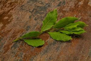 feuilles de laurier vert sur la branche photo