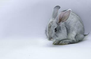 portrait de une mignonne marron asiatique lapin séance contre, fermer à une lapin un côté vue sur une blanc Contexte photo