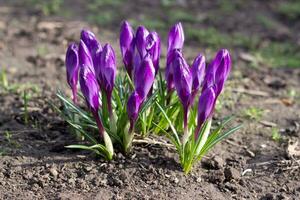 bleu violet crocus proche en haut ukrainien jardin, sauvage fleur sur ensoleillé matin, image pour fond d'écran, calendrier conception, affiche, mur toile, salutation carte photo