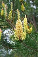 proche en haut vue de Jaune pollen sur une Nouveau pin fleur.jaune pin cônes de conifère arbre à mai dans Carpates montagnes Ukraine. photo