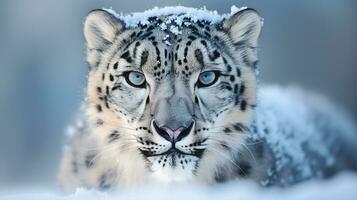 ai génératif de neige léopard est en dessous de le en danger espèce photo