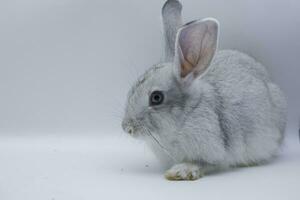 portrait de une mignonne marron asiatique lapin séance contre, fermer à une lapin un côté vue sur une blanc Contexte photo