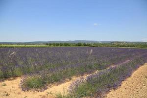 Champ de lavande en provence france photo