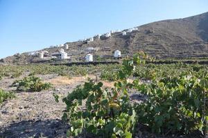 Vignoble sur lave à l'île de Santorin, Grèce photo