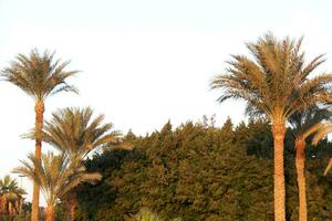 paume des arbres Egypte photo