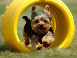 fougueux chien courses par un agilité cours ai génératif photo