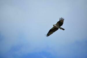 en volant balbuzard planant en haut dans le des nuages photo