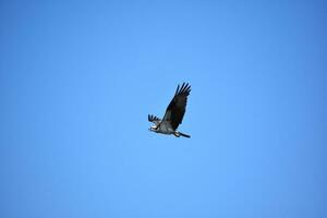 crier et en volant balbuzard oiseau dans bleu ciels photo