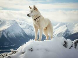 majestueux chien permanent fièrement sur une Montagne de pointe ai génératif photo