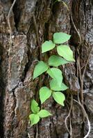 poison lierre escalade en haut le écorce de une arbre photo