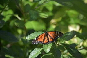 ailes propager large ouvert sur une monarque papillon photo