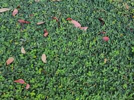 plein Cadre de vert feuilles Contexte photo