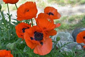 jardin avec floraison Orange Oriental coquelicots photo