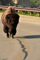 bison en marchant dans une route façon dans Nord Dakota photo