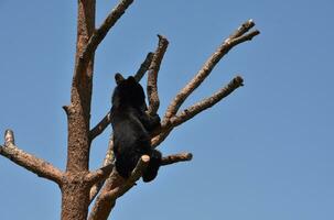 noir ours lionceau séance sur une arbre branche photo