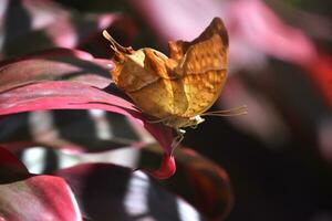 Orange papillon sur le bord de une rouge feuille photo