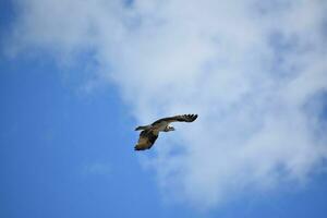 balbuzard dans vol avec ailes propager ouvert photo