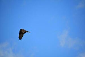 balbuzard oiseau ailes plié dans vol dans Maine photo