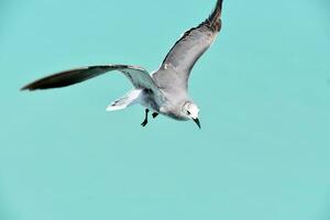 en riant mouette plongée vers le bas pour une poisson dans le océan photo