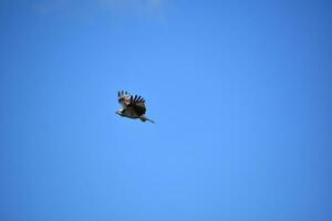 plumes flottant sur le ailes de un balbuzard photo