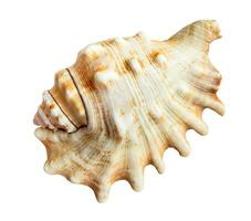 séché mer coquille de conque mollusque isolé sur blanc photo