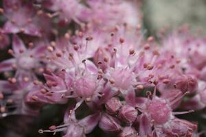 proche en haut de rose spiraea japonais photo