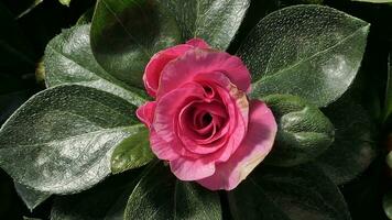 une rouge Rose est montré dans une jardin photo