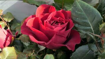 une proche en haut de une grand rouge Rose photo