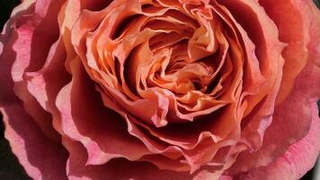 une proche en haut de une grand rouge Rose photo