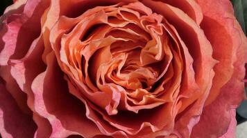 une proche en haut de une grand rouge Rose photo