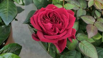 une proche en haut de une grand rouge Rose photo