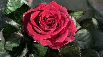 une proche en haut de une grand rouge Rose photo