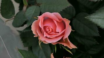 une proche en haut de une grand rouge Rose photo