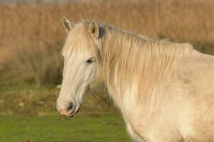 cheval sur la nature. portrait de une blanc cheval photo