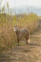 gris et blanc sauvage cheval à la recherche à caméra sur une route dans Majorque baléares îles photo