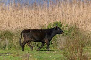 taureau, côté vue de marron allongé taureau à la recherche intensément dans le Prairie photo