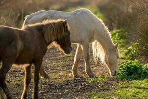 deux autochtone les chevaux de Majorque baléares îles en mangeant herbe photo