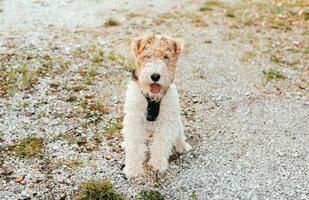 une aperçu de aventure, Jeune Renard terrier avec clairière et maison toile de fond photo